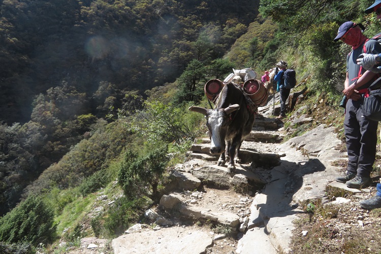 Animal road trains on the track to Everest