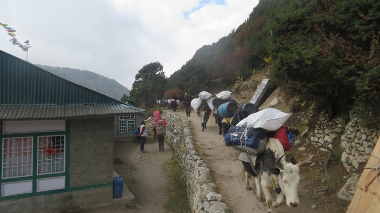 Yak traffic through a village on the way to Thangboche