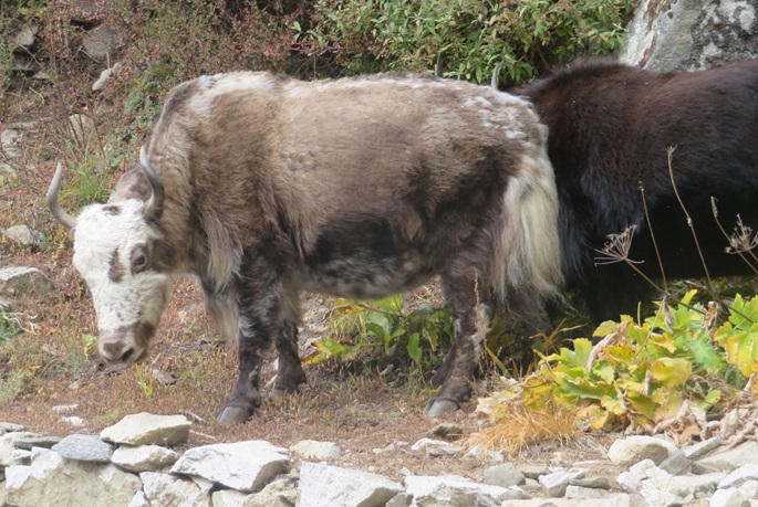 Yaks graze beside the track on the way to Thangboche, Nepal