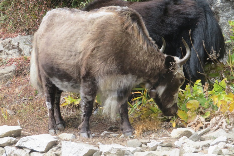Yaks graze beside the track on the way to Thangboche, Nepal