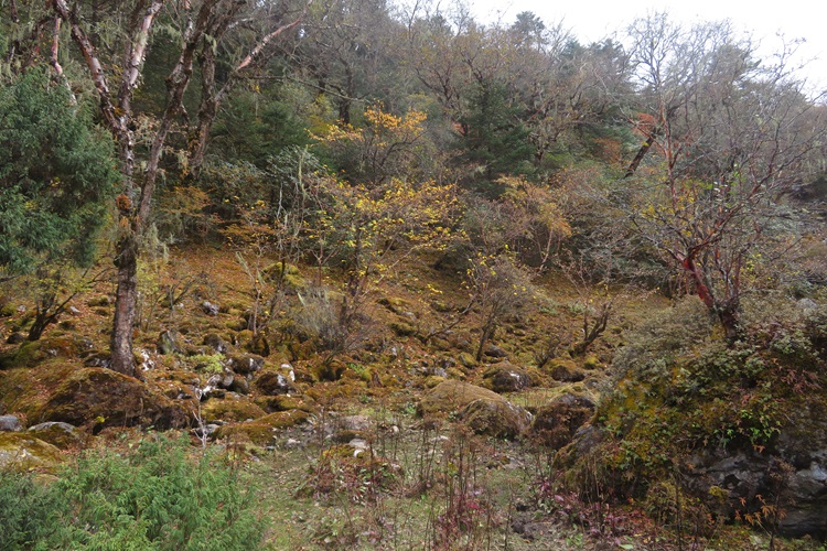 The track on the way to Thangboche, Nepal