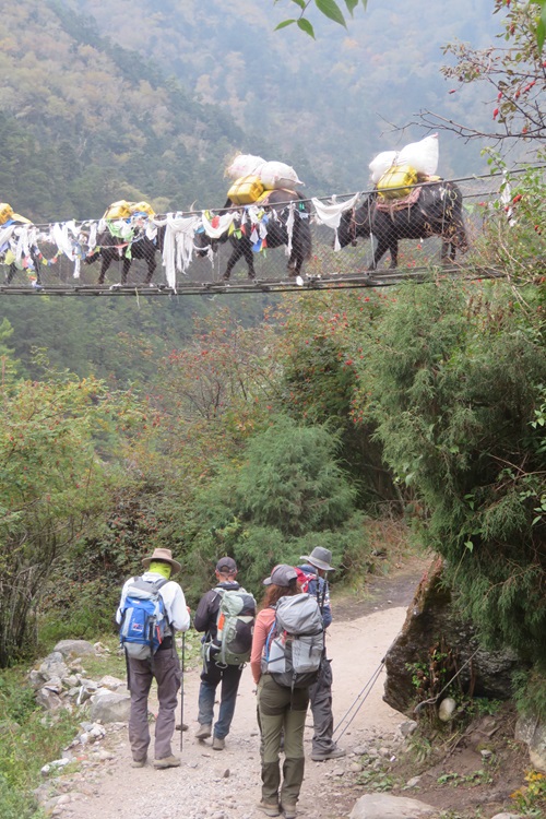 Yaks cross a suspension bridge on the way to Kyangjuma, Nepal