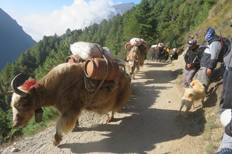 Traffic on the Everest Highway, Nepal