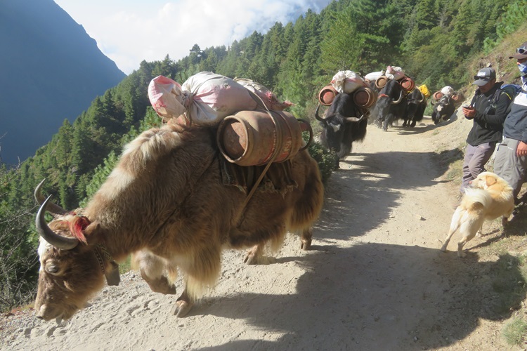Traffic on the Everest Highway, Nepal