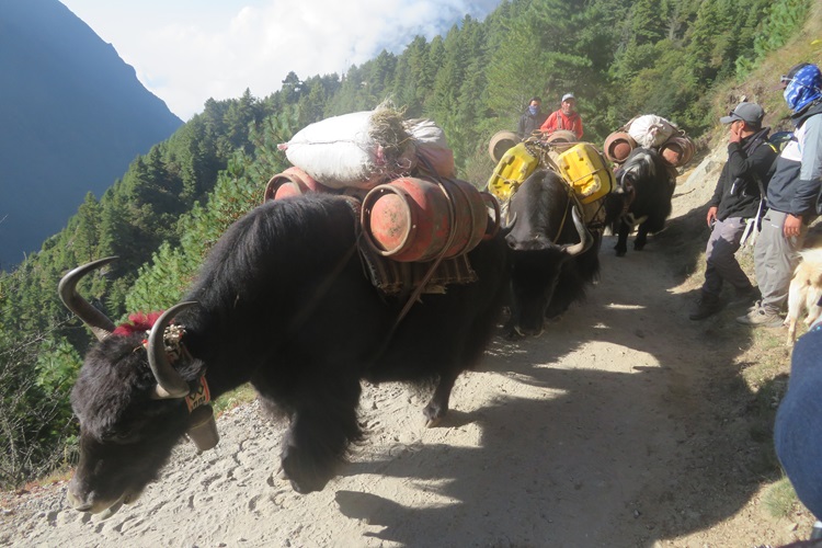 Traffic on the Everest Highway, Nepal