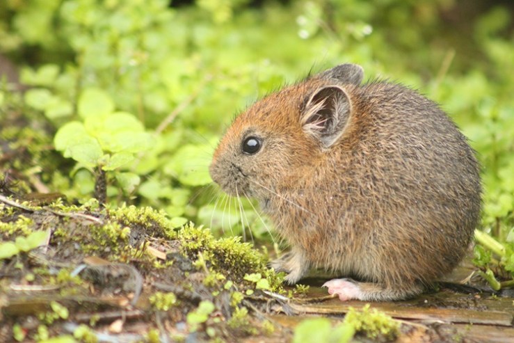Pika. Source: The Kathmandu Post