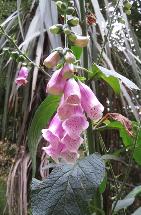 The Tiki Trail, Queenstown New Zealand