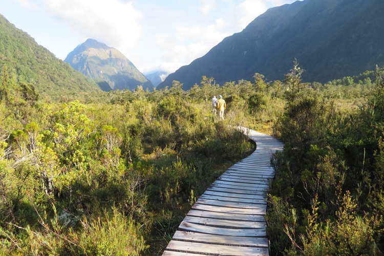 Wetlands on Milford Track New Zealand