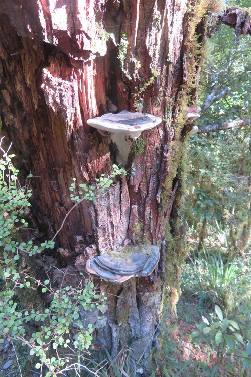 Bracket fungus on Milford Track New Zealand