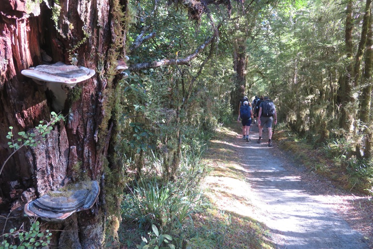 Bracket fungus on Milford Track New Zealand