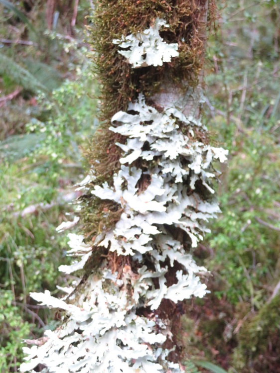 Lichen Views on the Milford Track