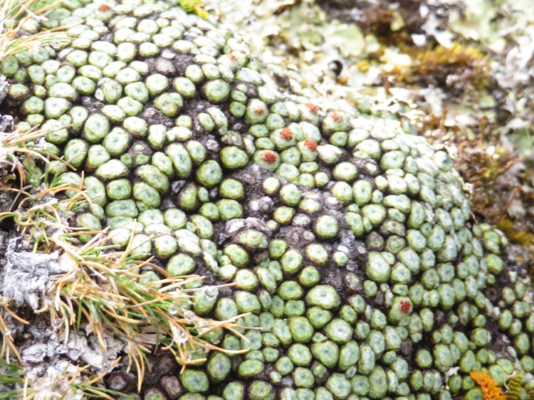 Sheep vegetable plant at the top of McKinnon Pass, Milford Track, New Zealand