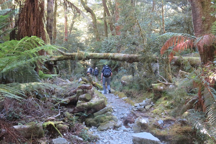 Through the green corridors on the Milford Track, New  Zealand