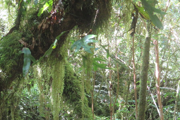 Old Man's Beard and Gremlin Moss on the Milford Track, New  Zealand
