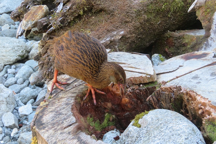 A weka at Giants Gate Falls on the Milford Track, New  Zealand
