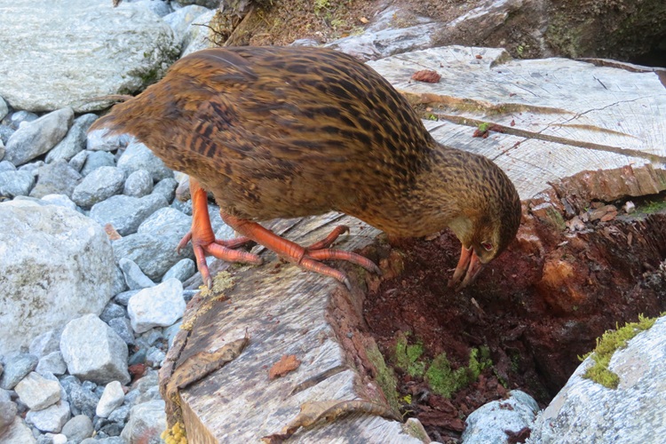 A weka at Giants Gate Falls on the Milford Track, New  Zealand
