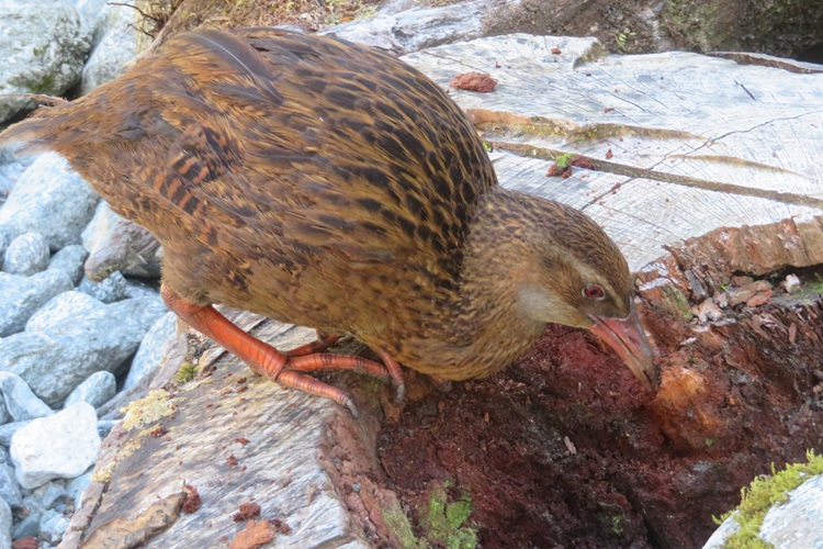A weka at Giants Gate Falls on the Milford Track, New  Zealand