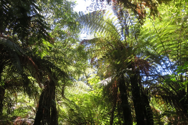 The Milford Track, New  Zealand