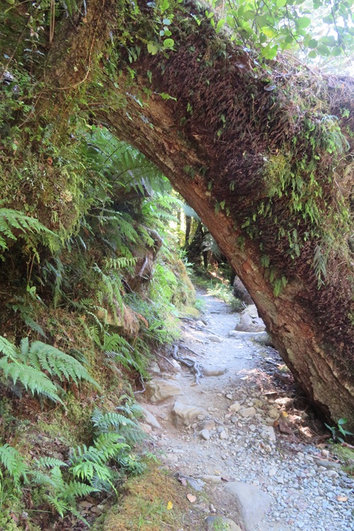 The Milford Track, New  Zealand