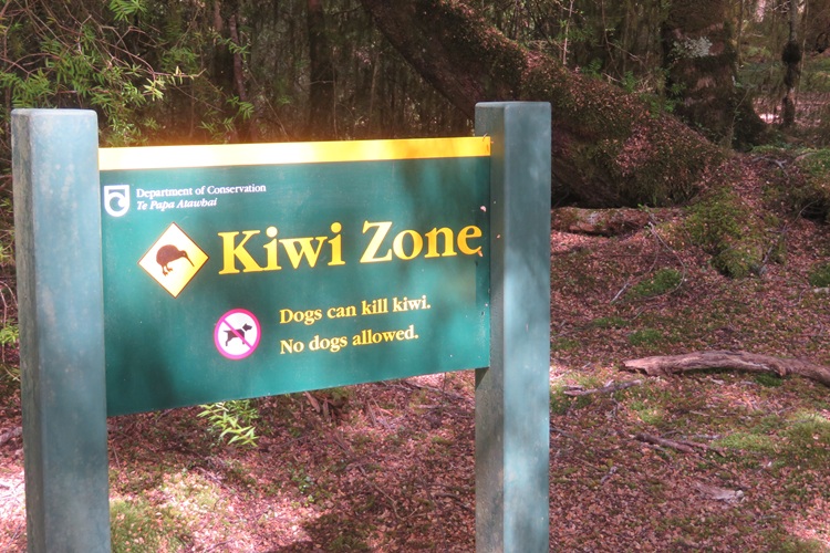 The Kepler Track, Te Anau New Zealand