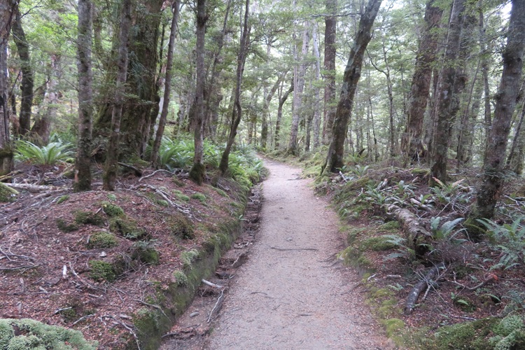 The Kepler Track, Te Anau New Zealand