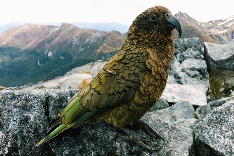 A kea, alpine parrot. Source: Elicia and Ultimate Hikes