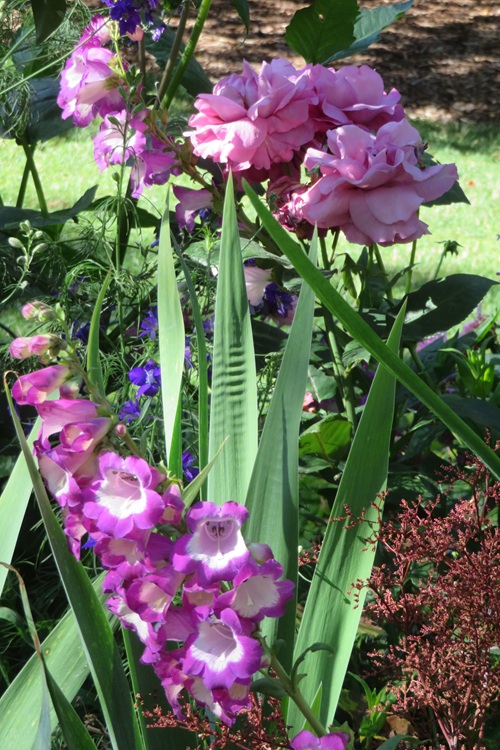 Queenstown Gardens, Queenstown  New Zealand