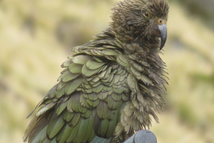 A Kea, New Zealand Alpine Parrot on the Kepler Track