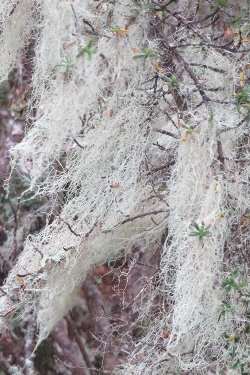 the Kepler Track New Zealand
