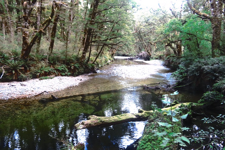 On the way to the Iris Burn Waterfall, Kepler Track, New Zealand