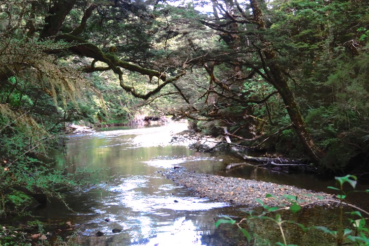 On the way to the Iris Burn Waterfall, Kepler Track, New Zealand