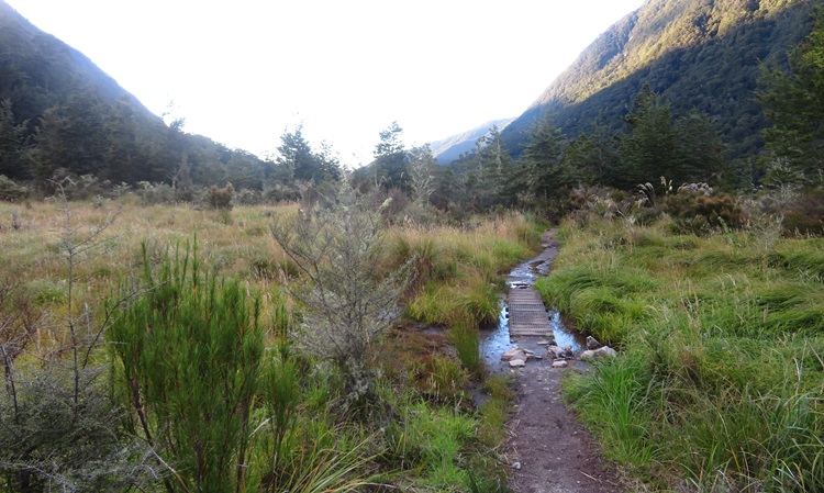 Early morning light on the Kepler Track, New Zealand