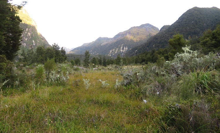 Early morning light on the Kepler Track, New Zealand