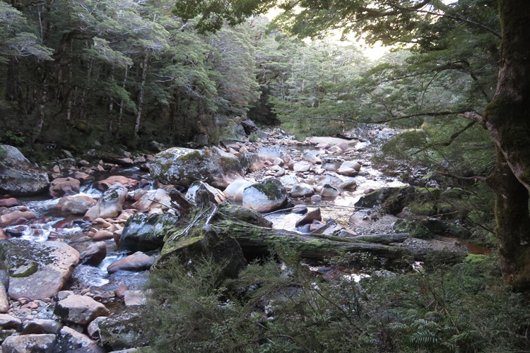 Early morning light on the Kepler Track, New Zealand