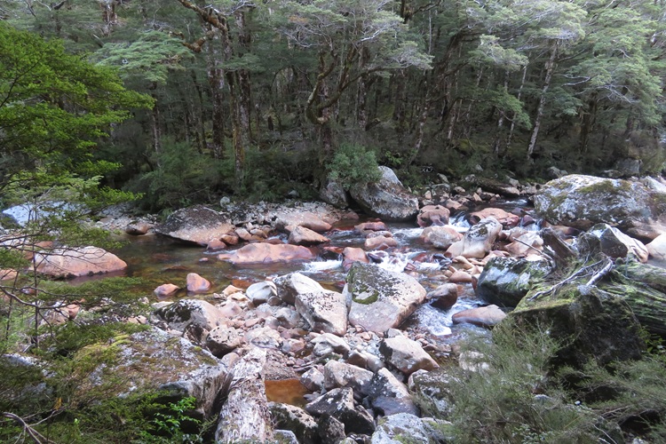 Early morning light on the Kepler Track, New Zealand