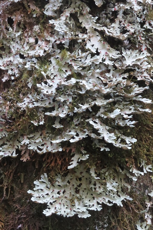 Early morning light on the Kepler Track, New Zealand