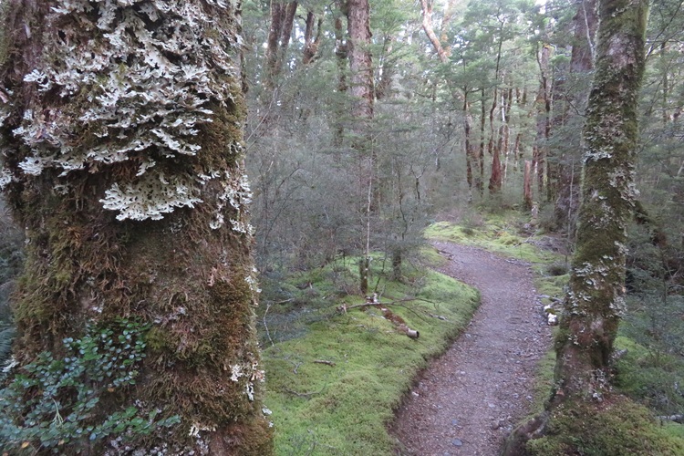 Early morning light on the Kepler Track, New Zealand