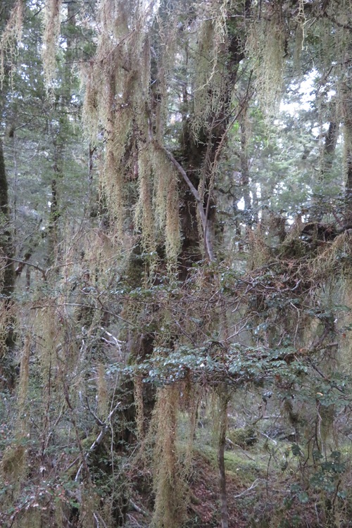 Early morning light on the Kepler Track, New Zealand