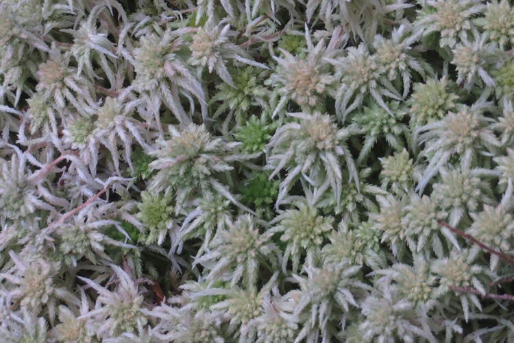 Early morning light on the Kepler Track, New Zealand