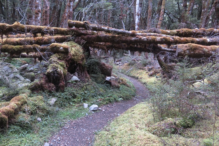 Early morning light on the Kepler Track, New Zealand