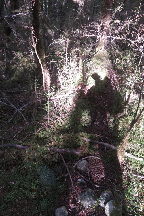 Early morning light on the Kepler Track, New Zealand
