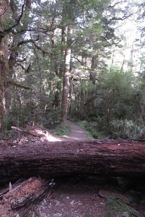 Early morning light on the Kepler Track, New Zealand