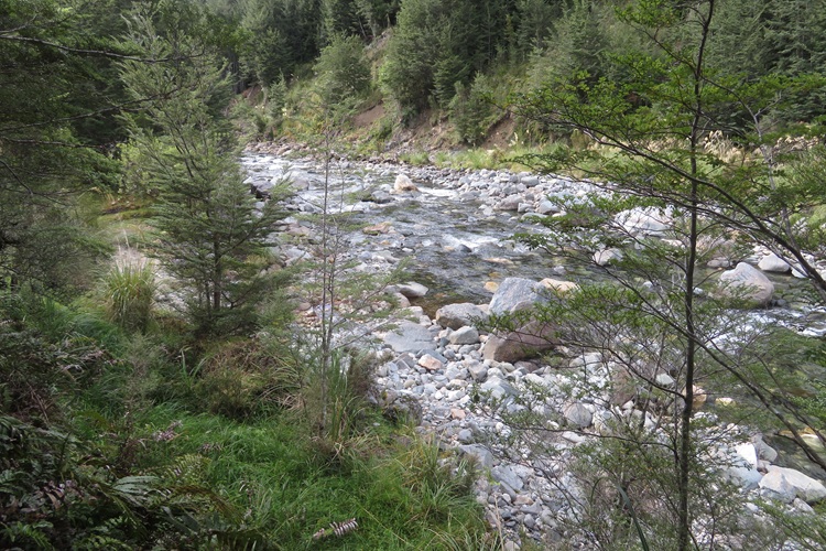Early morning light on the Kepler Track, New Zealand