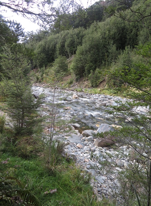 Early morning light on the Kepler Track, New Zealand