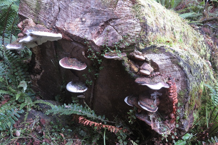 Early morning light on the Kepler Track, New Zealand