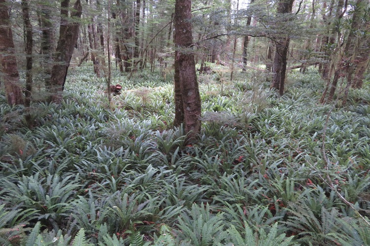 Early morning light on the Kepler Track, New Zealand