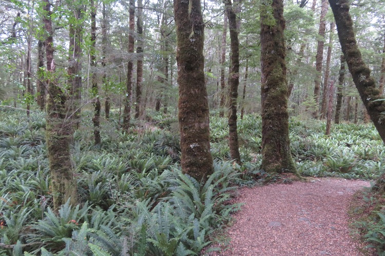 Early morning light on the Kepler Track, New Zealand