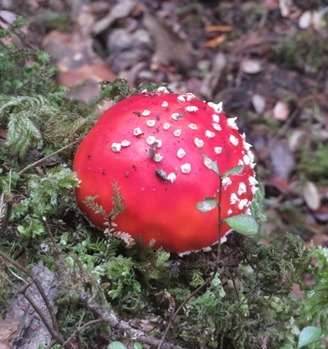 Early morning light on the Kepler Track, New Zealand
