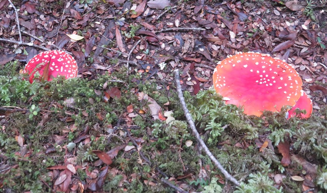 Early morning light on the Kepler Track, New Zealand