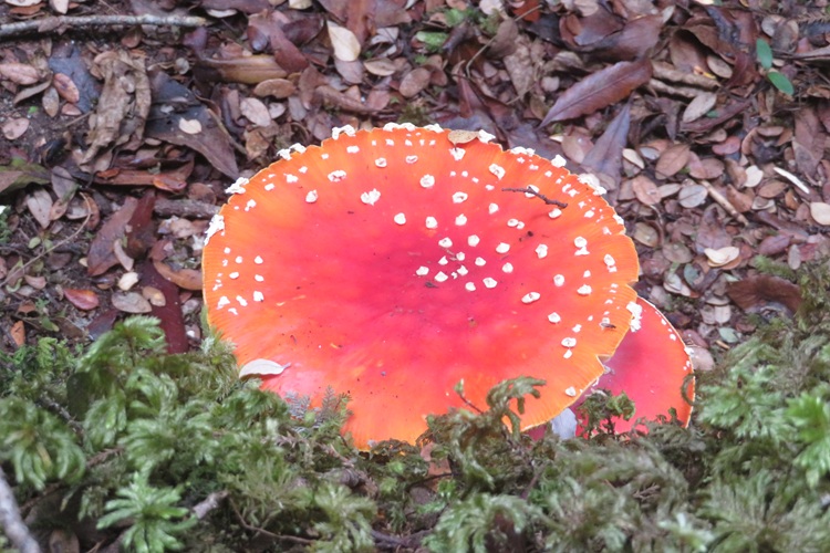 Early morning light on the Kepler Track, New Zealand